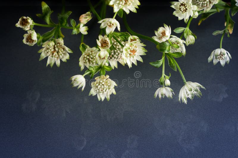 Flores de la belleza fantástica de la fauna imagen de archivo Flores de la belleza fantástica de la fauna imagen de archivo