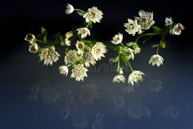 Flores de la belleza fantástica de la fauna fotografía de archivo Flores de la belleza fantástica de la fauna fotografía de archivo