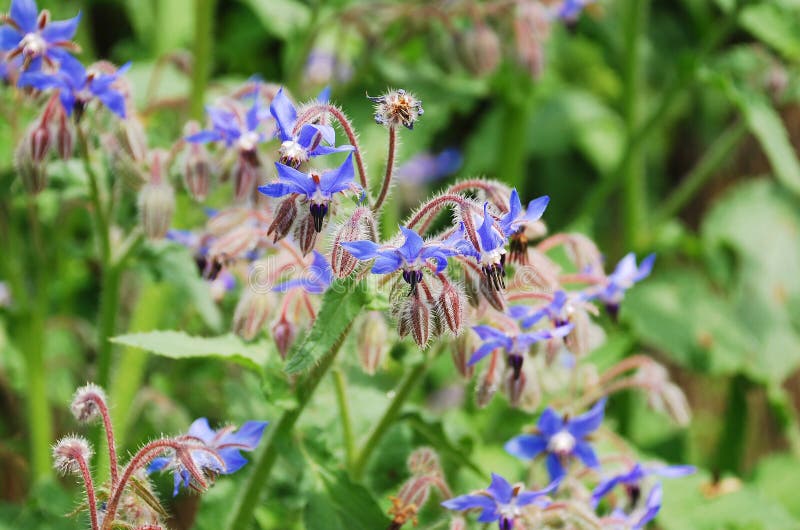 Floreros De Flores De La Borraja Imagen de archivo - Imagen de flor