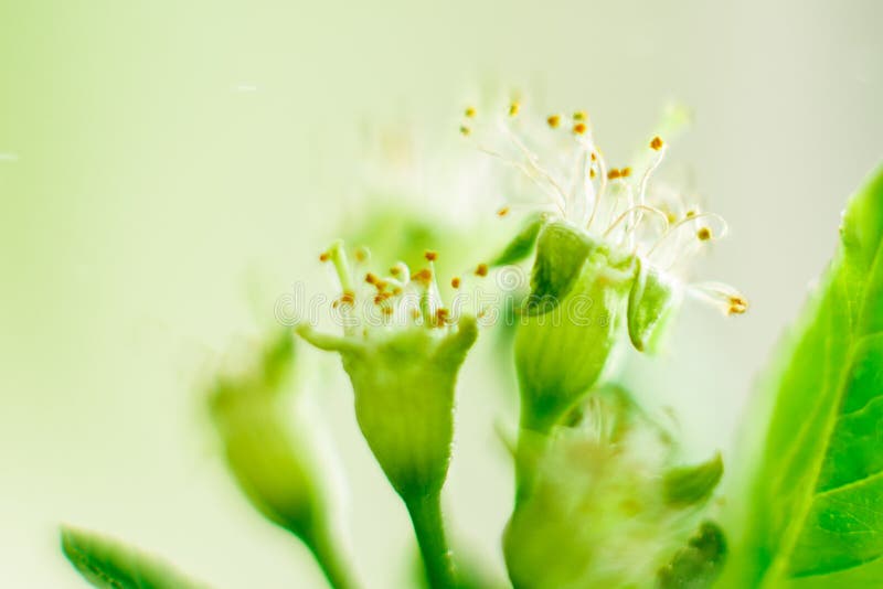 Flores de la cereza con el primer de las hojas, los pistilos y los estambres, tema de la primavera espacio para el texto, foco se imagen de archivo Flores de la cereza con el primer de las hojas, los pistilos y los estambres, tema de la primavera espacio para el texto, foco se imagen de archivo