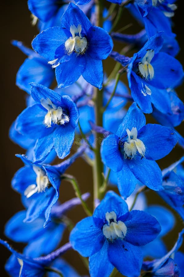 Flores de larkspur foto de archivo. Imagen de resorte 245167438