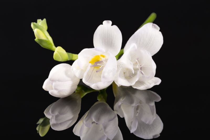 Flores De La Fresia Blanca Hermosa En Fondo Negro Imagen de archivo -  Imagen de brote, flora: 124525247