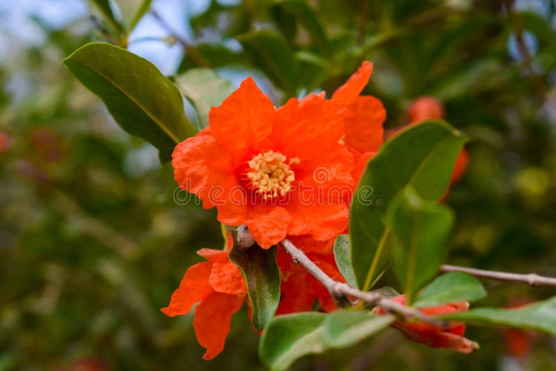 Flores de la granada en ramas verdes imagen de archivo libre de regalías Flores de la granada en ramas verdes imagen de archivo libre de regalías