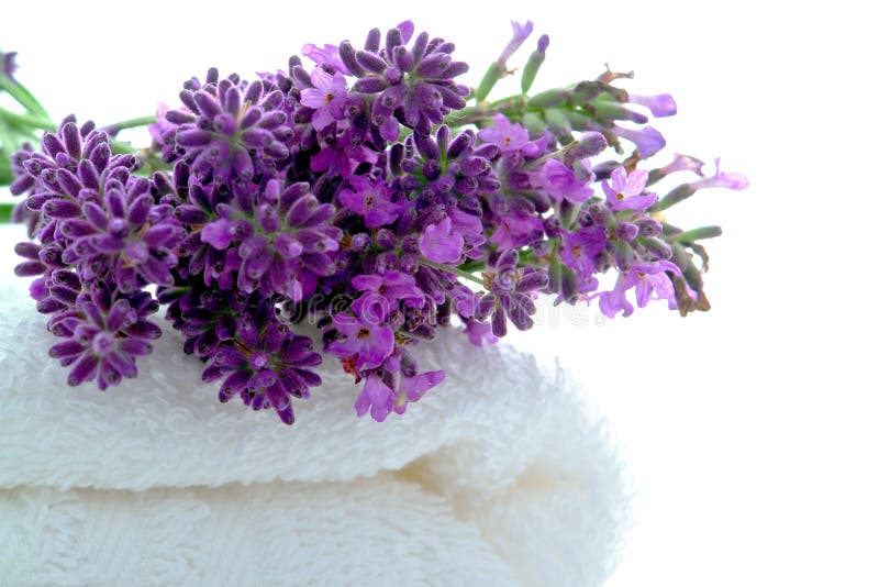 Flores de la lavanda en la toalla de baño blanca en balneario imágenes de archivo libres de regalías Flores de la lavanda en la toalla de baño blanca en balneario imágenes de archivo libres de regalías