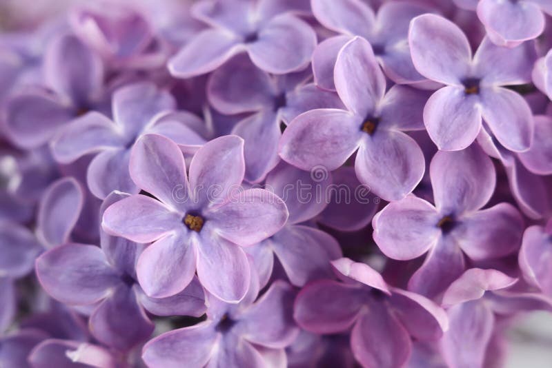 Flores de la lila foto de archivo. Imagen de flores, detalles - 23441196