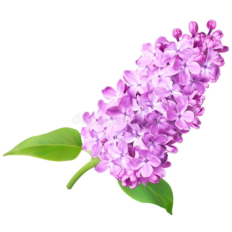 Flores de la lila stock de ilustración. Ilustración de postal - 59718492