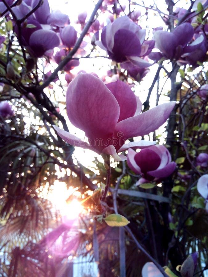 Flores de la magnolia en la luz de la puesta del sol - fotografía fotos de archivo Flores de la magnolia en la luz de la puesta del sol - fotografía fotos de archivo