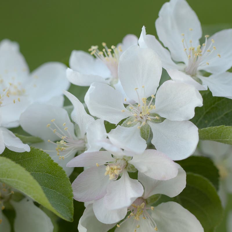 Flores de la manzana con los pétalos blancos delicados fotos de archivo libres de regalías Flores de la manzana con los pétalos blancos delicados fotos de archivo libres de regalías