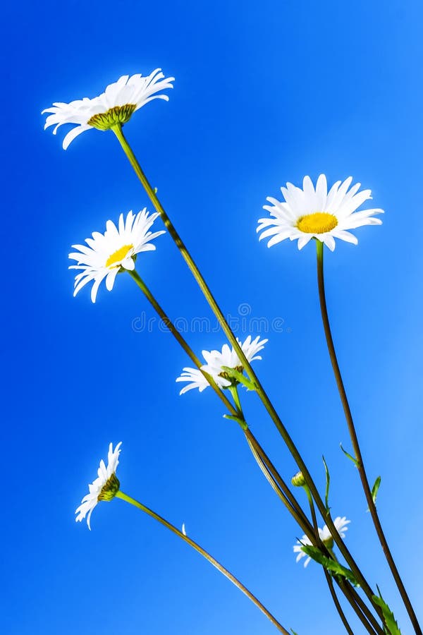 Flores de la manzanilla en fondo del cielo azul foto de archivo libre de regalías Flores de la manzanilla en fondo del cielo azul foto de archivo libre de regalías