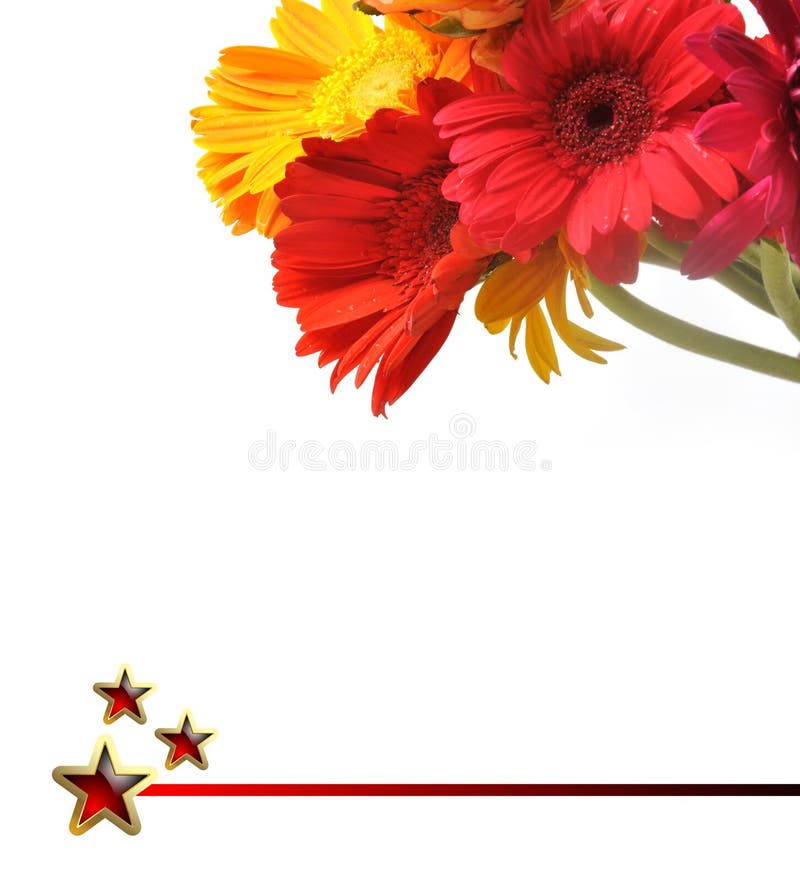 Flores de la margarita imagen de archivo libre de regalías Flores de la margarita imagen de archivo libre de regalías