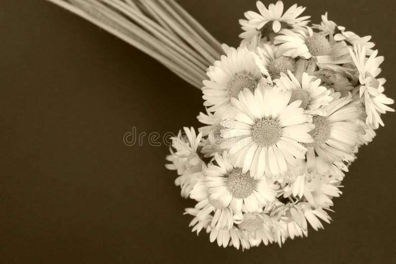 Daisy flowers bouquet in sepia tone, isolated on black background *with space for text (copyspace) Suitable for various life events cards and greetings, such as anniversary cards, birthday cards, romantic, Valentine cards, missing you cards, etc. Daisy flowers bouquet in sepia tone, isolated on black background *with space for text (copyspace) Suitable for various life events cards and greetings, such as anniversary cards, birthday cards, romantic, Valentine cards, missing you cards, etc.