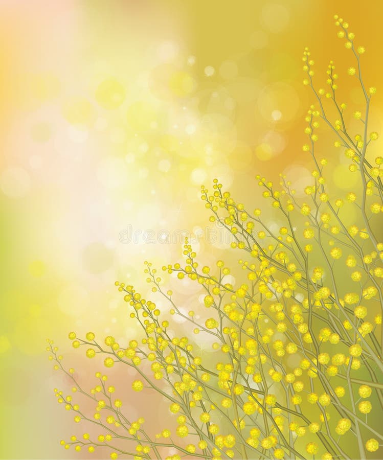 Flores de la mimosa del vector en fondo de la primavera. ilustración del vector Flores de la mimosa del vector en fondo de la primavera. ilustración del vector