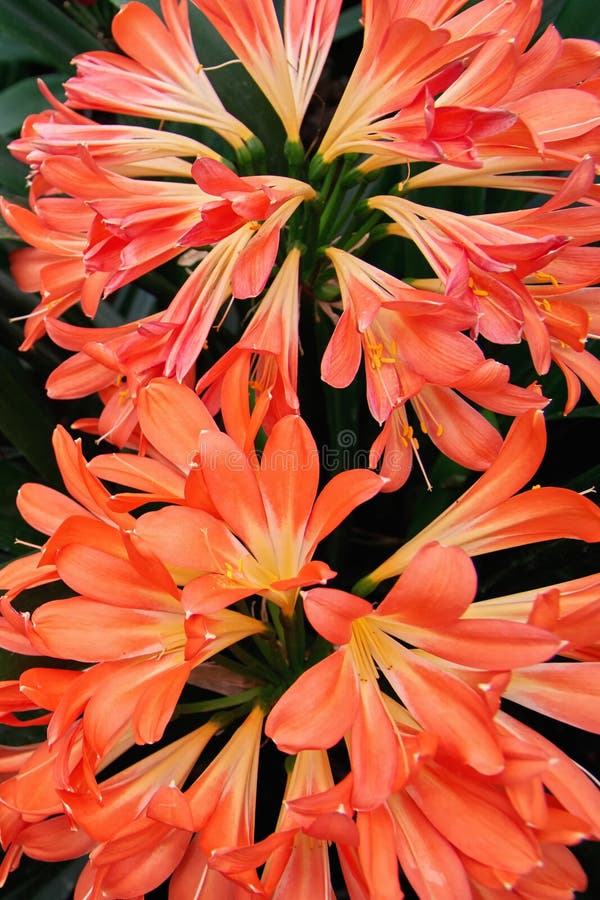 Flores de la naranja de Clivia del primer Flores múltiples en el fondo verde oscuro aislado Fondo floreciente natural Visión supe foto de archivo Flores de la naranja de Clivia del primer Flores múltiples en el fondo verde oscuro aislado Fondo floreciente natural Visión supe foto de archivo