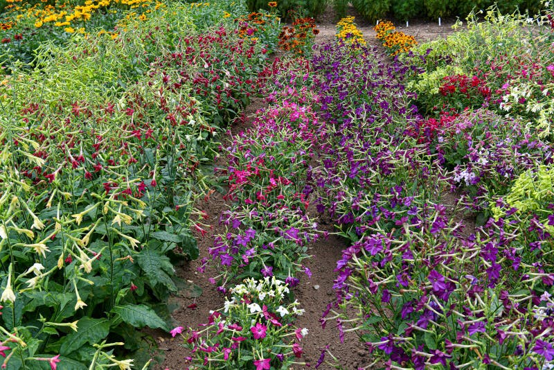 Flores de la nicociana Un jardín por completo de las flores para las abejas, las mariposas y otros insectos imagenes de archivo Flores de la nicociana Un jardín por completo de las flores para las abejas, las mariposas y otros insectos imagenes de archivo