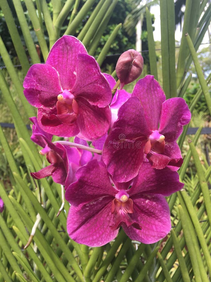 Flores De La Orquídea Del Arco Iris De Papilionanda Hilo En Foto De La  Acción Del Jardín De Singapur Imagen de archivo - Imagen de rosa, resorte:  141276707