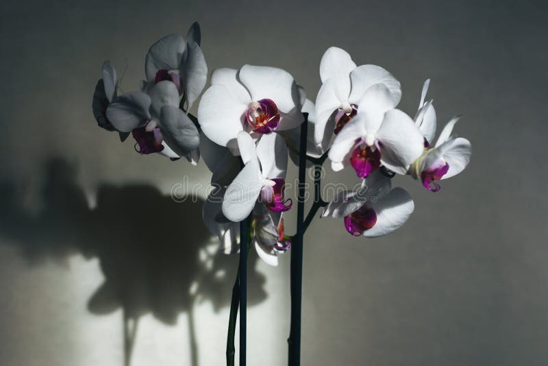 Flores De La Orquídea De Polilla Proyectan Sombra Sobre Fondo Gris De La  Pared Imagen de archivo - Imagen de efecto, planta: 211411375