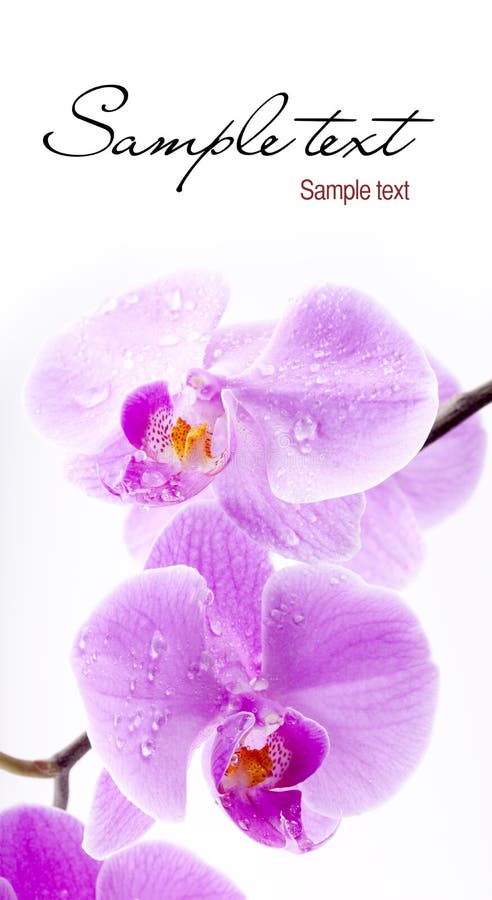 Flores de la orquídea imagen de archivo libre de regalías Flores de la orquídea imagen de archivo libre de regalías