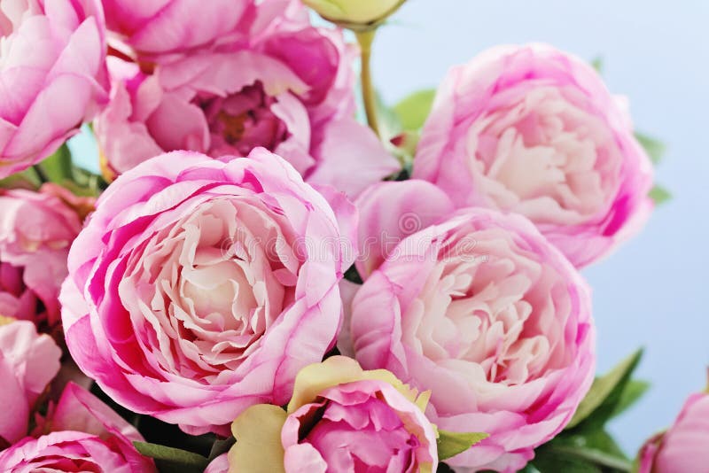 Flores de la peonía fotografía de archivo libre de regalías
