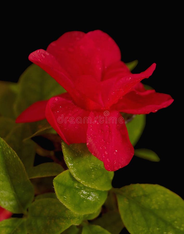 Flores De La Planta Roja De Azalea Imagen de archivo - Imagen de rojo,  resorte: 178936153