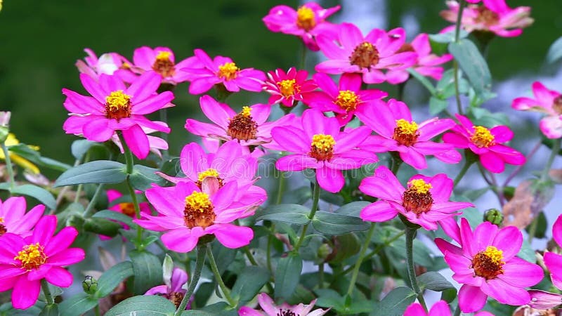 Flores de la primavera