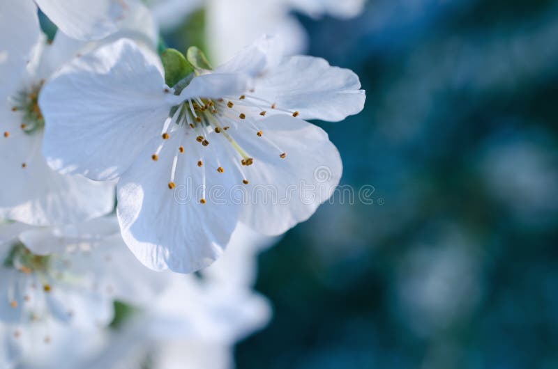 Flores de la primavera con el foco selectivo - extracto imagen de archivo libre de regalías Flores de la primavera con el foco selectivo - extracto imagen de archivo libre de regalías