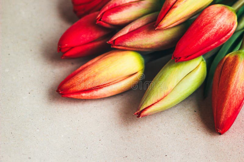 Flores de la primavera de los tulipanes Plantas frescas del tulipán en fondo del vintage Naturaleza del campo Foto de la primaver imagen de archivo libre de regalías Flores de la primavera de los tulipanes Plantas frescas del tulipán en fondo del vintage Naturaleza del campo Foto de la primaver imagen de archivo libre de regalías