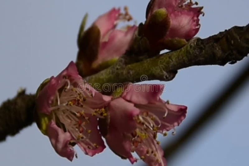 Flores de la primavera del árbol de melocotón en luz del sol