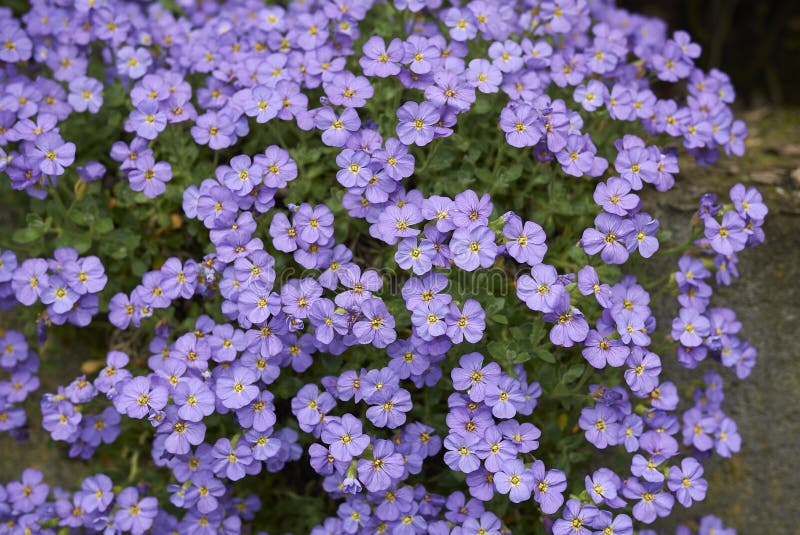 Flores de la púrpura del deltoidea de Aubrieta fotografía de archivo libre de regalías Flores de la púrpura del deltoidea de Aubrieta fotografía de archivo libre de regalías