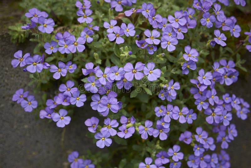 Flores de la púrpura del deltoidea de Aubrieta fotos de archivo Flores de la púrpura del deltoidea de Aubrieta fotos de archivo