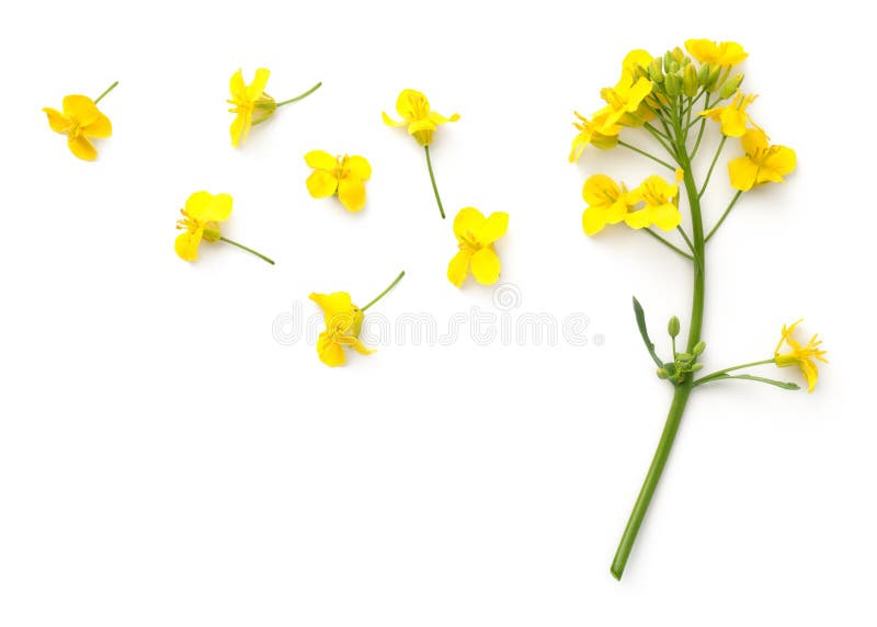 Flores de la rabina aisladas en el fondo blanco fotografía de archivo Flores de la rabina aisladas en el fondo blanco fotografía de archivo
