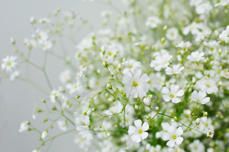 Gypsophila (flores) De La Bebérespiración, Luz, Masas Airosas De