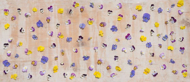 Flores de la viola derramados sobre el viejo tablero de madera imagen de archivo Flores de la viola derramados sobre el viejo tablero de madera imagen de archivo