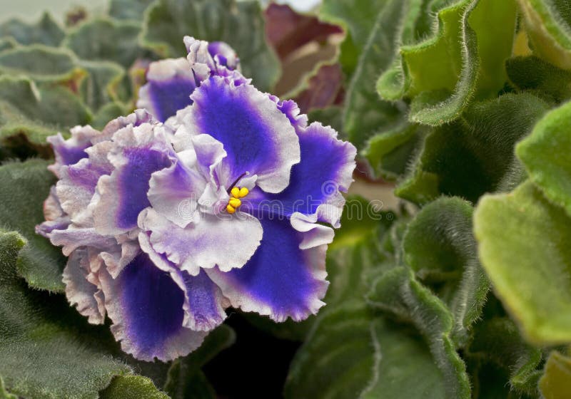 Flores De La Violeta Africana Foto de archivo - Imagen de amarillo,  arbusto: 30411698
