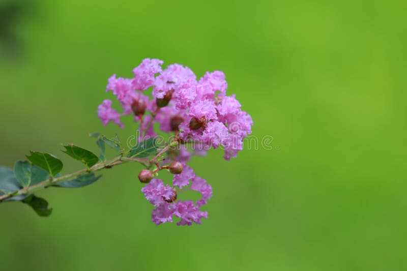 Flores de Lagerstroemia no parque imagens de stock royalty free