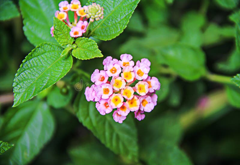 Flores De Lantana Camara De Color Fresco O Flor De Seda Floreciendo En El  Fondo Del JardÃn, Gotas De Agua Foto de archivo - Imagen de rosa, flores:  157373538