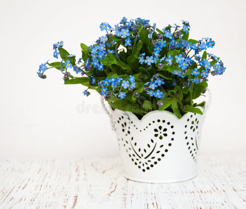 Flores de las nomeolvides imagen de archivo libre de regalías Flores de las nomeolvides imagen de archivo libre de regalías