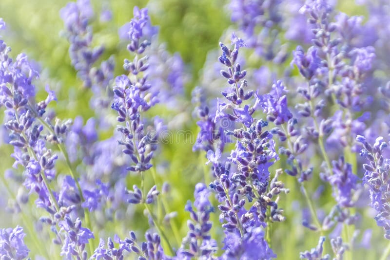 Flores De Lavanda En El Campo De La Plantación, Lavandula Angustifolia  Imagen de archivo - Imagen de planta, herbario: 162705263