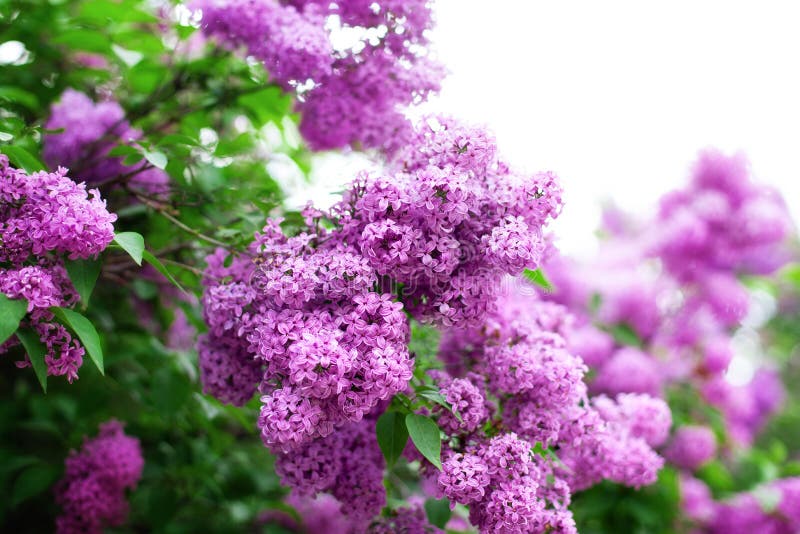 Flores De Lilac Flor En Primavera En El Jardín. Rama De Las Colmenas  Púrpuras En Primavera. Arbusto Lilac Floreciente. Flor Morado Imagen de  archivo - Imagen de pétalo, flora: 177461673