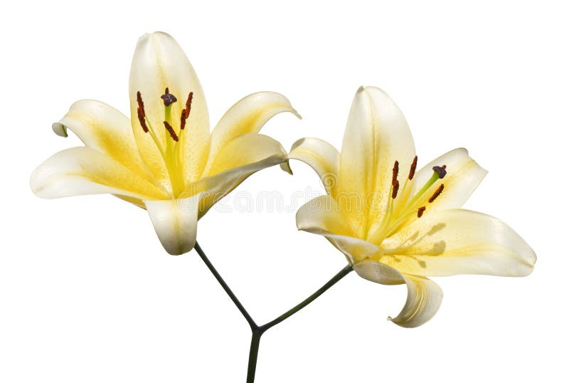 Flores De Lirio Amarillo, Flores De Lirio Orientales De Lilium, Aisladas En  Fondo Blanco, Con Sendero Recortado Foto de archivo - Imagen de macro,  fragante: 160960144