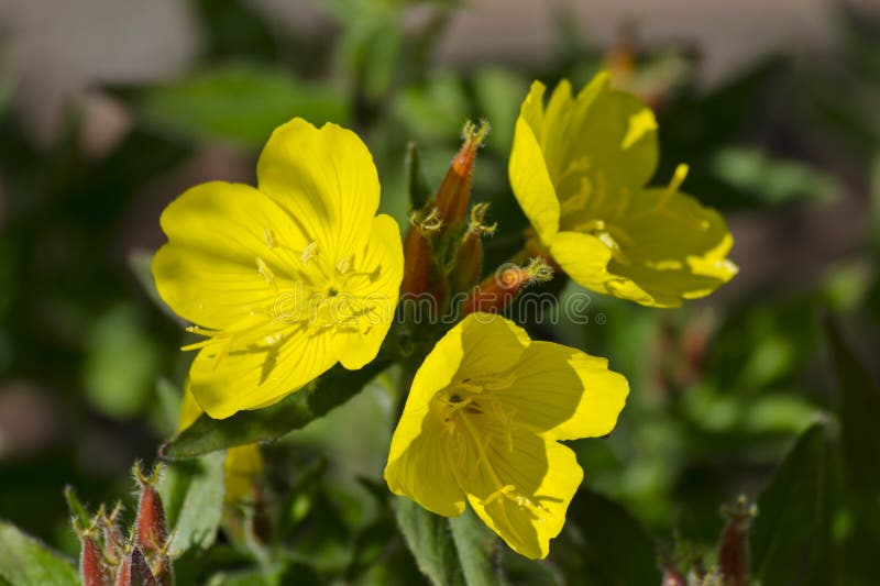 Flores de los biennis del Oenothera de la Tarde-primavera foto de archivo libre de regalías Flores de los biennis del Oenothera de la Tarde-primavera foto de archivo libre de regalías