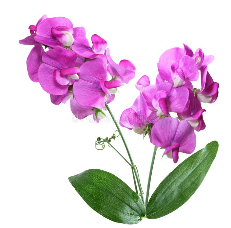 Flores De Los Guisantes De Olor Foto de archivo - Imagen de vertical, dulce: 43604716 Flores De Los Guisantes De Olor Foto de archivo - Imagen de vertical, dulce: 43604716