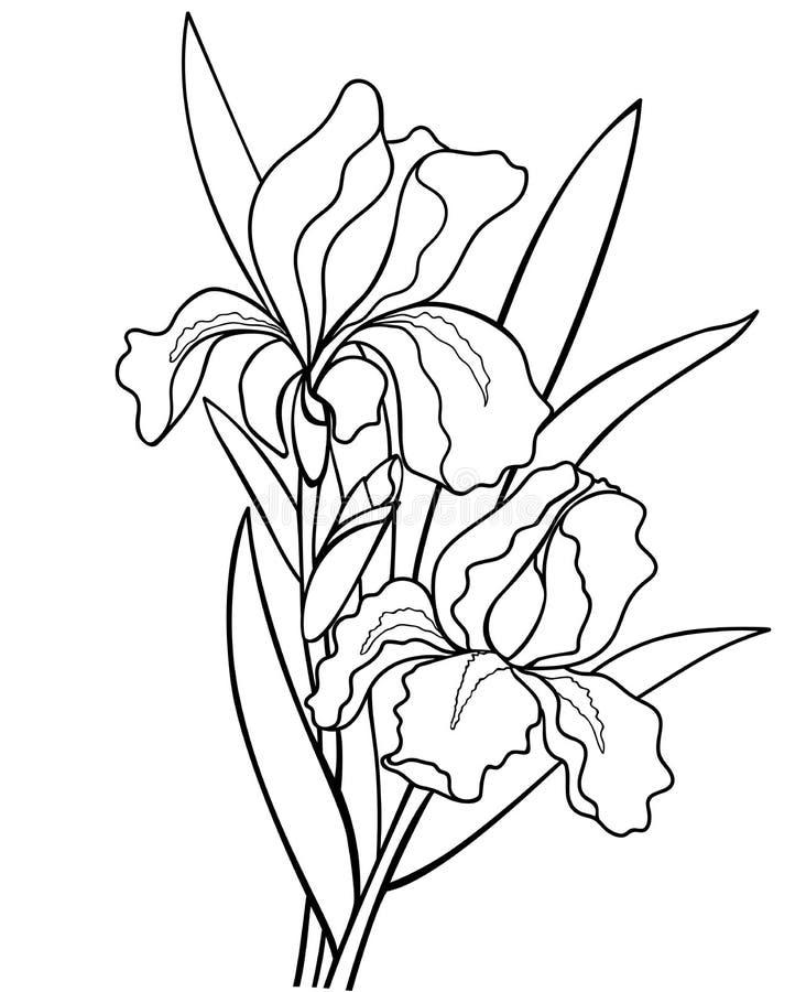 Flores de los iris con las hojas Ejemplo botánico Dibujo lineal Para colorear