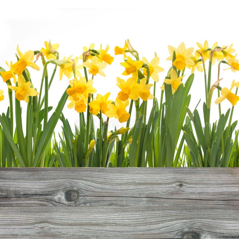 Flores de los narcisos de la primavera fotos de archivo libres de regalías Flores de los narcisos de la primavera fotos de archivo libres de regalías