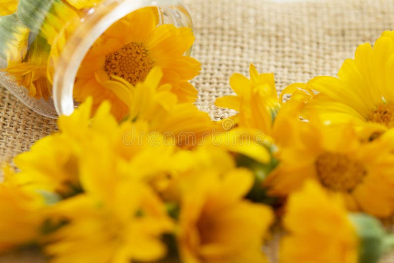 Flores de los officinalis del Calendula del Calendula en un tarro de cristal en un fondo de la harpillera Fondo con el Calendula imágenes de archivo libres de regalías Flores de los officinalis del Calendula del Calendula en un tarro de cristal en un fondo de la harpillera Fondo con el Calendula imágenes de archivo libres de regalías