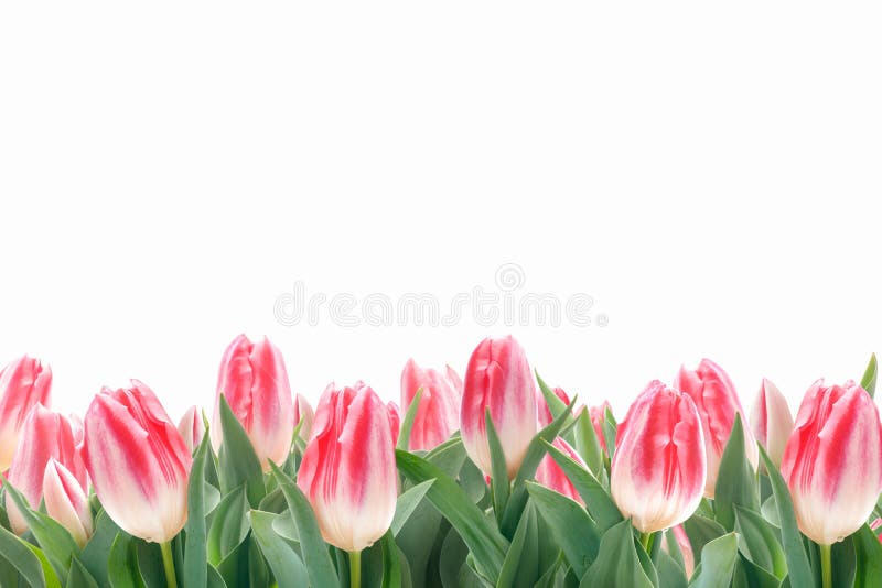 Flores de los tulipanes de la primavera en hierba verde imagen de archivo libre de regalías Flores de los tulipanes de la primavera en hierba verde imagen de archivo libre de regalías