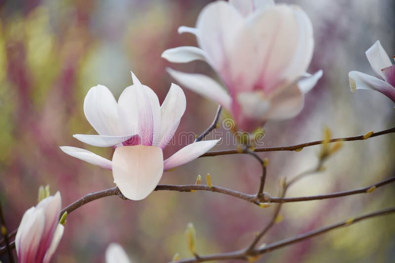 Flores De Magnolia Delicadas Rosa Encerradas En Un Fondo De Jardín Natural.  Imagen de archivo - Imagen de flor, azul: 178179843