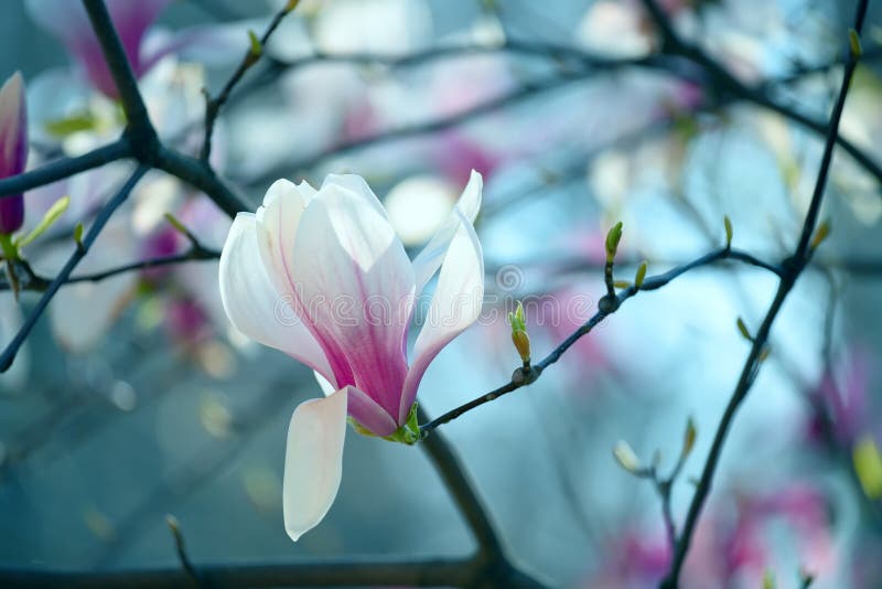 Flores De Magnolia Delicadas Rosa Encerradas En Un Fondo De Jardín Natural.  Foto de archivo - Imagen de brote, blanco: 178198374