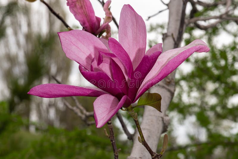 Flores de magnolia galaxia imagen de archivo. Imagen de variedad - 191728811