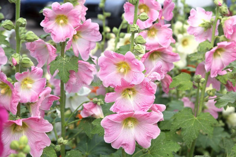 Flores de malva rosa imagen de archivo. Imagen de maleante - 251512303