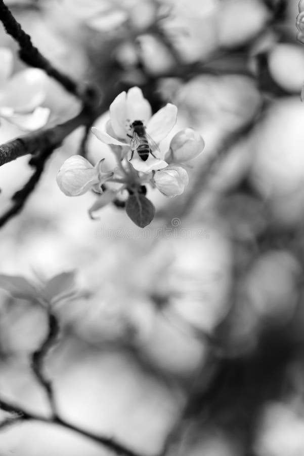 apple blossoms with bee in close-up, black and white photo, closeups and macrophotography. apple blossoms with bee in close-up, black and white photo, closeups and macrophotography